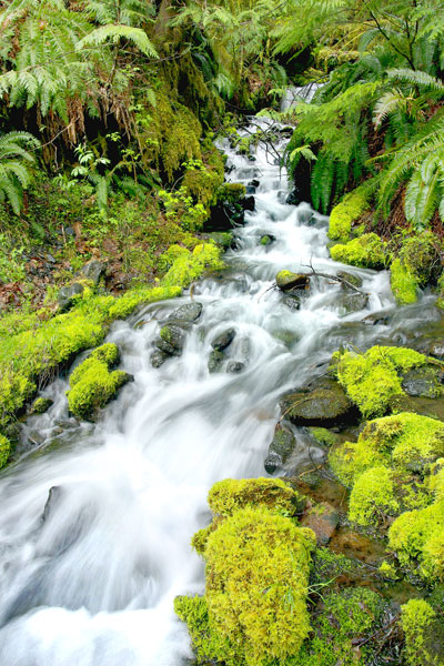 Mountain Stream