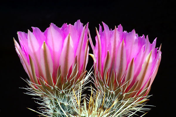 Hedgehog Flowers II