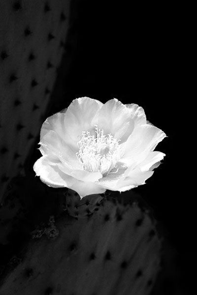 Prickly Pear Cactus Blossom BW