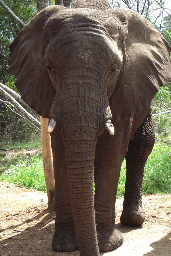 Safari Elephant II