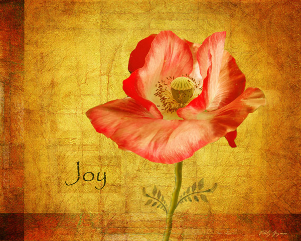 Royal Poppy Joy