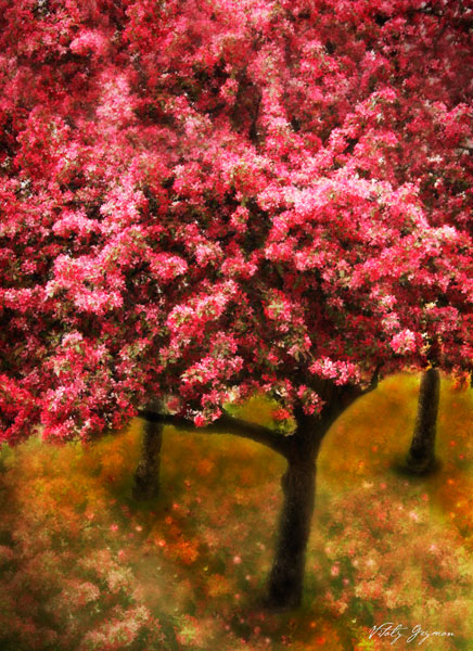 Pink Cherry Tree