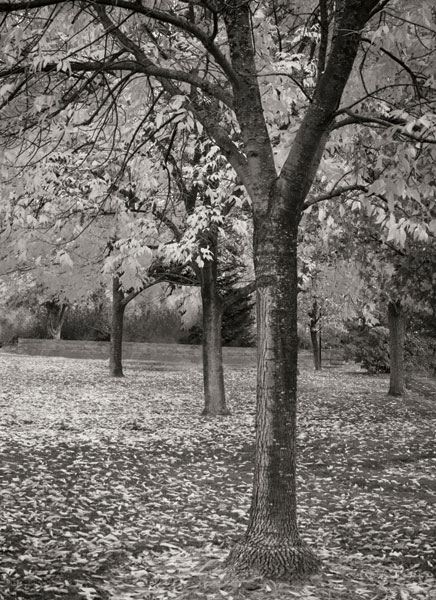 Fall Tree Grove I B&W