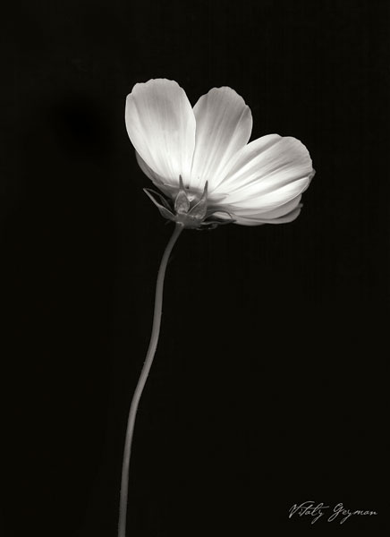 Ballet Flower II B&W