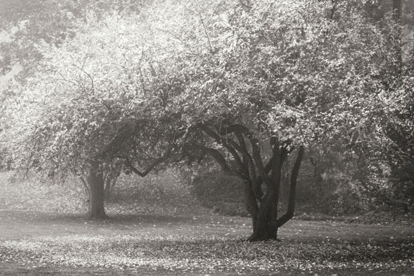 Autumn Japanese Maple B&W