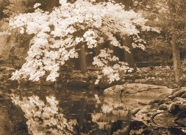 Autumn Reflections II Sepia