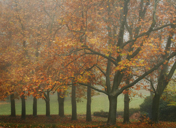 Colors in the Mist VIII