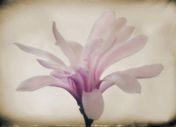 Floral Dreams II