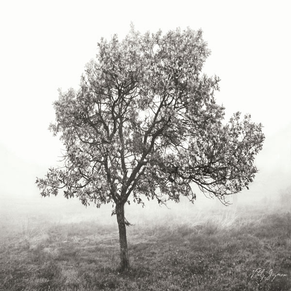 Burning Oak BW VI