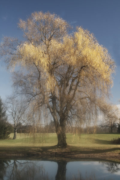 Willow Magic II