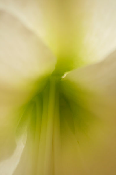 Mystery Floral II