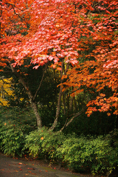 Fall Abundance IV