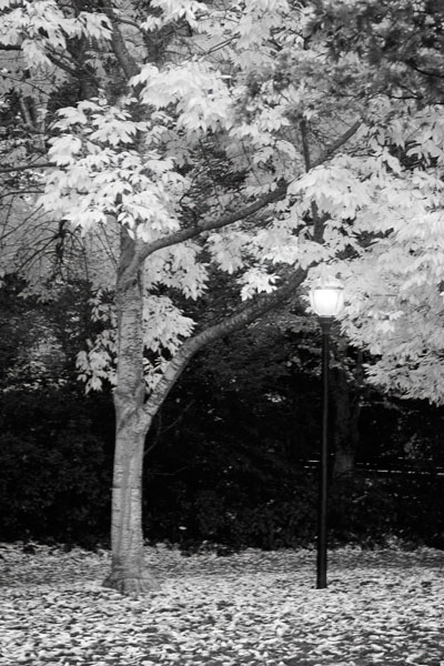 Fall Abundance X B&W