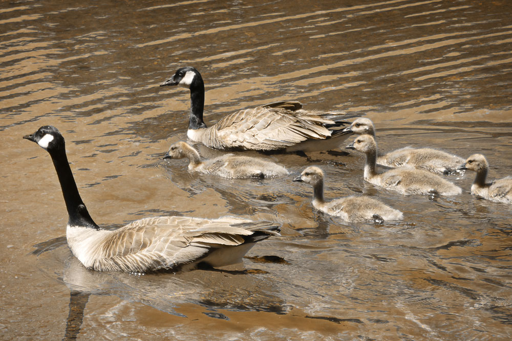 Canadian Geese
