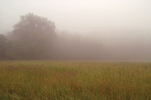 Misty Morning I