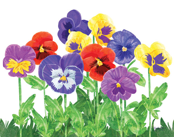 Pansies