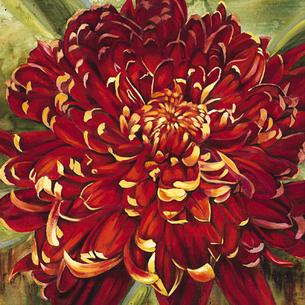 Chrysanthemum