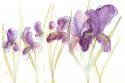 Spring Garden V