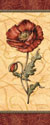 Red Passion Pavot