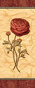 Red Passion Renonculus