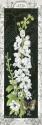 Delphinium