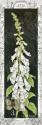 Foxglove