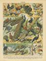 Oiseaux I