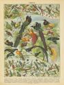 Oiseaux III