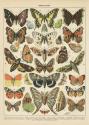 Papillons I