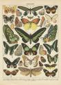 Papillons II
