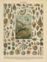 Mollusques