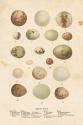 Birds Eggs II