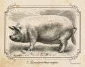 Farm Pig II