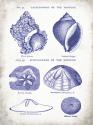 Indigo Shells I