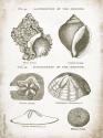 Vintage Shells I