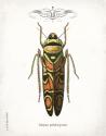 Beetle III