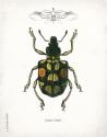 Beetle IV
