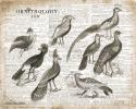 Birds I