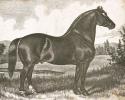 Horse Etching I