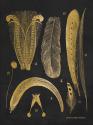 Gold Feathers II