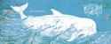 Caribbean Whale I