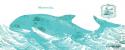Whale on White II