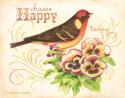Bird Happy