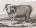 Merino Ram