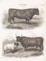 Two Cows I