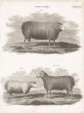 Two Sheep I