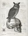 Owl & Skull
