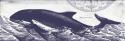 Whale on Cream II