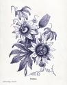 Indigo Botanical I