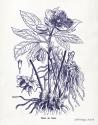 Indigo Botanical II